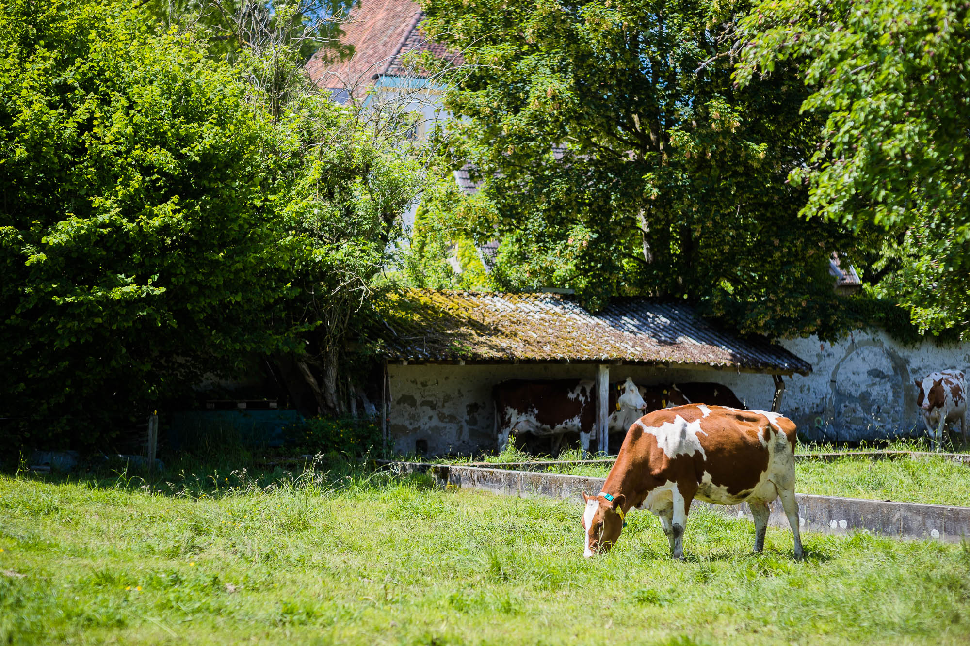 Export x3 1DX27591 Hochzeit 2020 Claudia & Marco